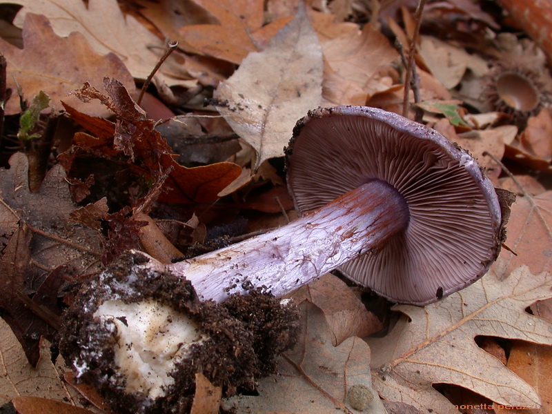 Escursione  in terra di Siena